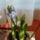 Igy_nyiltki_mara_mostmar_latninem_lila_hanem_keknem_irtam_a_hagymas_zacskora_a_szineket_1616469_7478_t