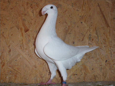 IMGP2112