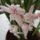 Jacint_kozelrol_1616079_4487_t
