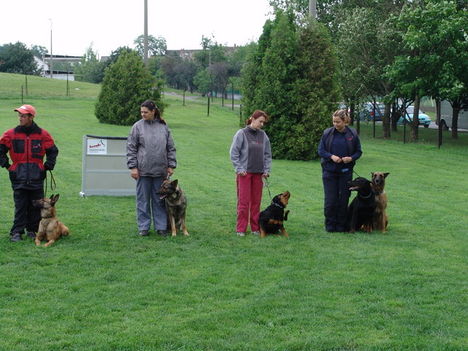 Malinoá, német juhászkutya, rottweiler, Beuce-i juhászkutya ,belga malinois