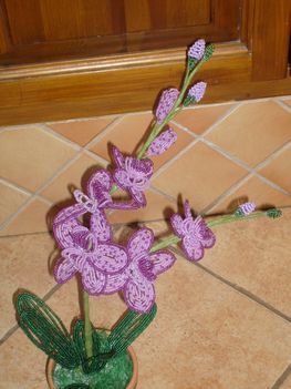 orchidea3