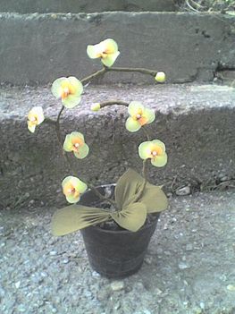 sárga orchidea