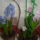 Egyutt_a_pici_rozsaszin_is_a_masodikat_nyilja2013_ii2_1617633_2694_t