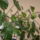 Filodenendrom_1617640_5744_t