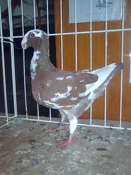 Vörös tarka tojó