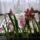 2013_januari_viragok_4_1618479_3664_t