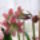 2013_januari_viragok_5_1618480_9805_t