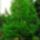 Atlasz_cedrus_1618373_8281_t