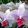 Lepke_orchidea_1618366_1607_t