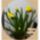 Narcisz_nyiloban1_1618553_5775_t