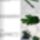 Pipacs_5_1618541_3540_t