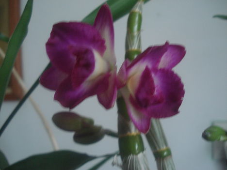 Dendrobiumom első virágzása nálam