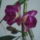 Dendrobiumom_elso_viragzasa_nalam_1619713_7811_t