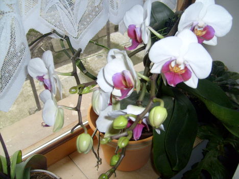 Orchidám a lépcső feljáró ablakában
