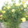 Viragaim_014_1619312_3006_t