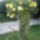 Viragaim_015_1619325_4578_t