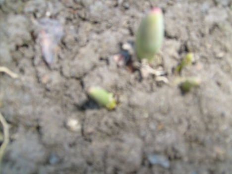 enyire bujtak ki a tulipánok 2013 I hó 4-én