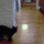 Funnyanimalgifs321pouncemiss_1610654_4344_t