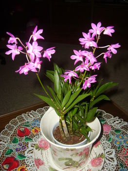 Illatos orhidea Dendrobium Kingianum
