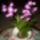 Illatos_orhidea_dendrobium_kingianum_1061697_9859_t