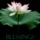 Kepalbumom_35-002_1610910_1233_t
