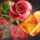 Kepalbumom_40_1610915_5008_t