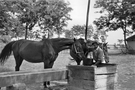 Lovak itatása 1950.