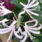 Nerine bowbenii, - pirosliliom 