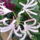 Nerine_bowbenii__pirosliliom_1610423_1490_t