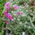 Trichodiadema_densum_1610339_6723_t