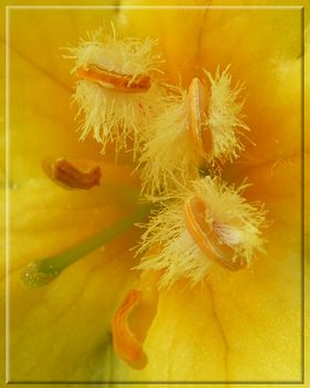 virág bibe sárga