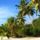 Palmss_1621131_1869_t