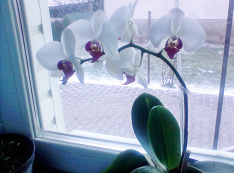 Orchideám teljes pompában!