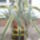 Agave-001_1623784_1393_t