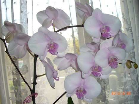 csodálatos orchidea egyik virágos ága