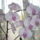 Csodalatos_orchidea_egyik_viragos_aga_1623865_1882_t