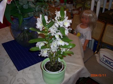 kedves, fehér orchidea