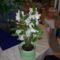 kedves, fehér orchidea