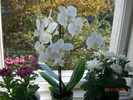 orchidea és cserepes krizantém