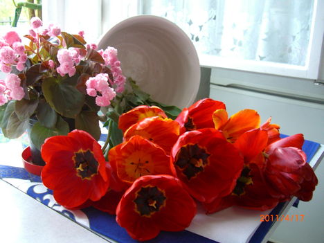 tavaszi tulipán és begónia