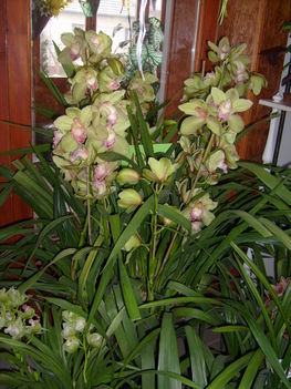 tizennyolc ezer forintos orchidea
