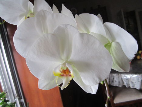  lepke orchidea 