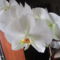  lepke orchidea 