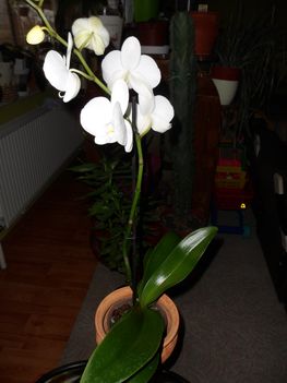 Orhidea 