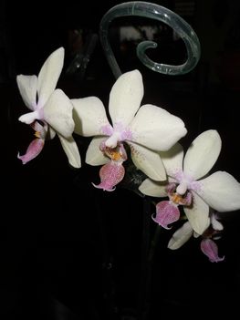 Orhidea 