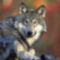 070905191425_Timber_Wolf_Canis_lupus_LG