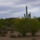 Arizona-013_1627812_5801_t