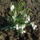Harom_nap_alatt_igy_kinyilt_es_bujik_a_jacint_is_1627641_9577_t