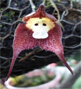 Majom Orhidea