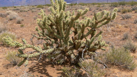 Nevada és Arizóna határán